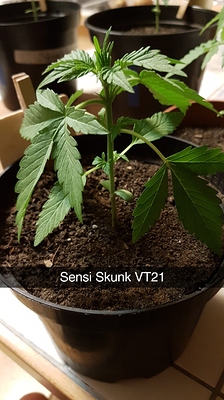 Sensi Skunk Produktfoto
