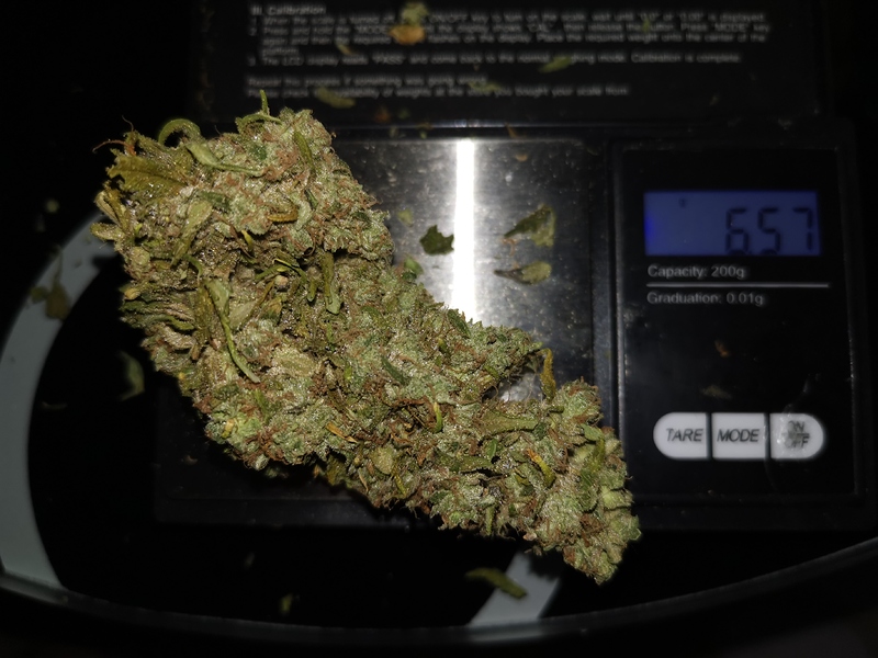 3. Indoor Grow, Sanlight Q6W, Pure Power Plant, Sweet Zkittlez
