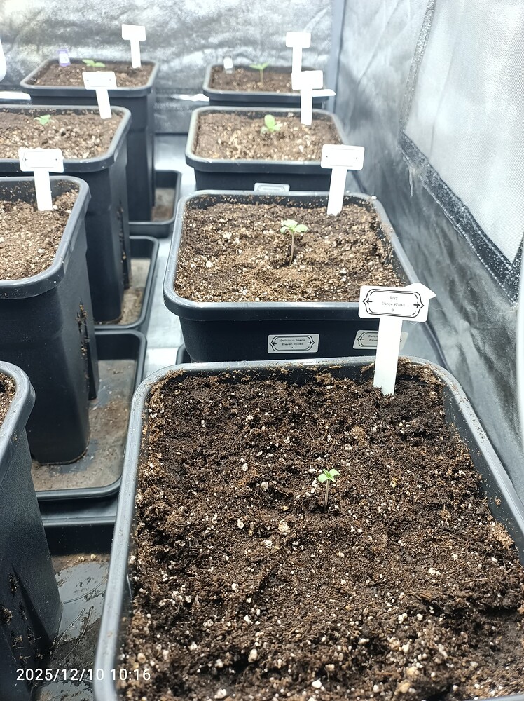 Eleven Roses Feminisiert (Delicious Seeds) Produktfoto