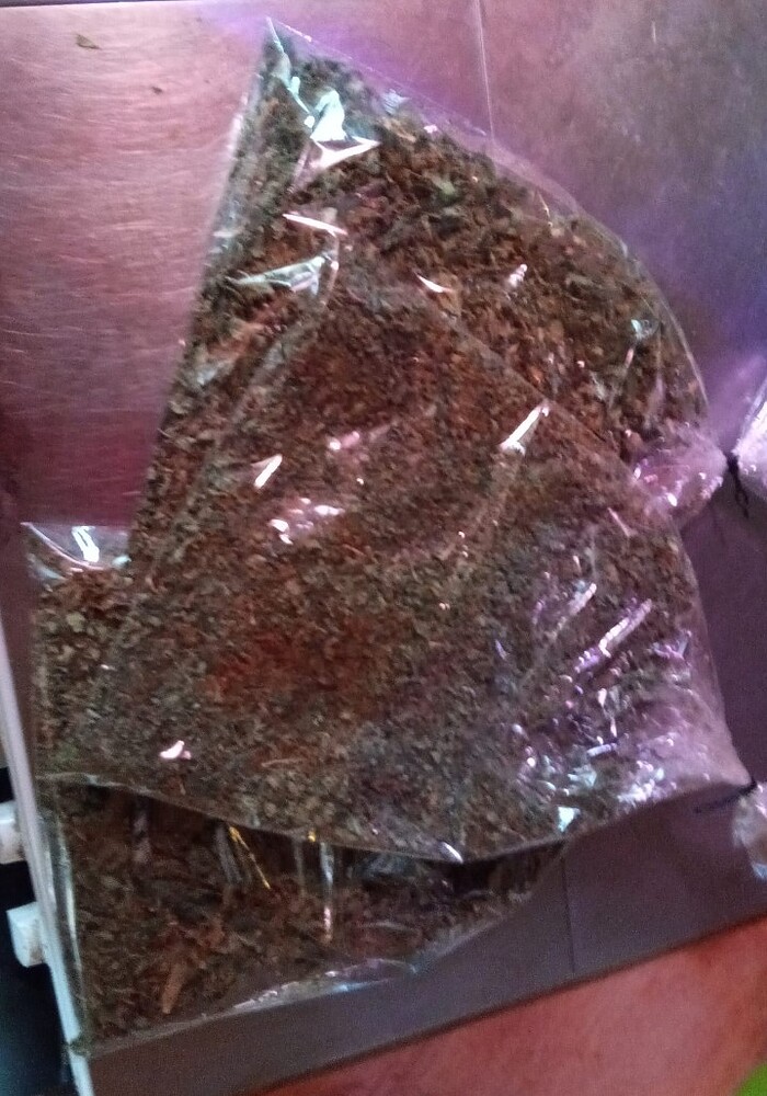 Stecklinge von Painkiller XL, Sweet Critical CBD, Purple Bud, 2. Runde Stecklinge - Versuch mit Dry-Age Reifebeuteln