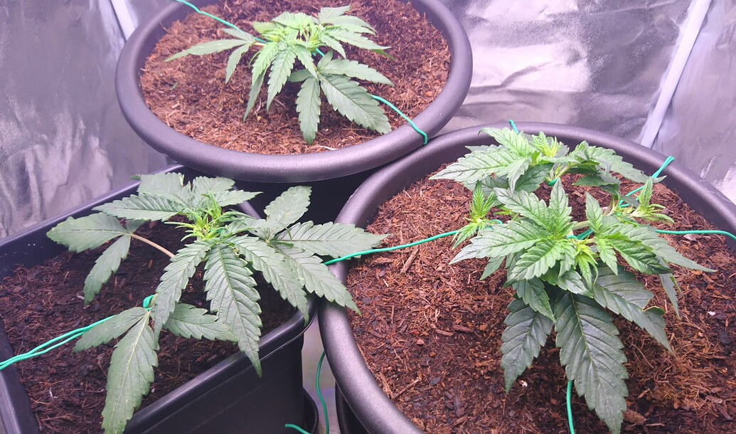 Blue Cheese Auto Produktfoto