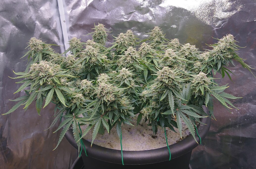 Huch, ich habe Cannabis!? - Allererster Cannabis-Grow - indoor - 80x80 - 240W - 3x Blue Cheese Automatic, Organic grow