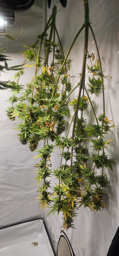 Willkommen bei meinem 2en Grow. Diesesmal mikromaschine auto 😘