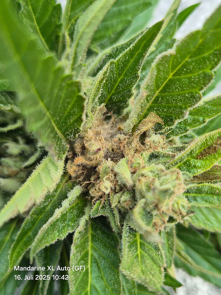 Mandarine XL Auto Produktfoto