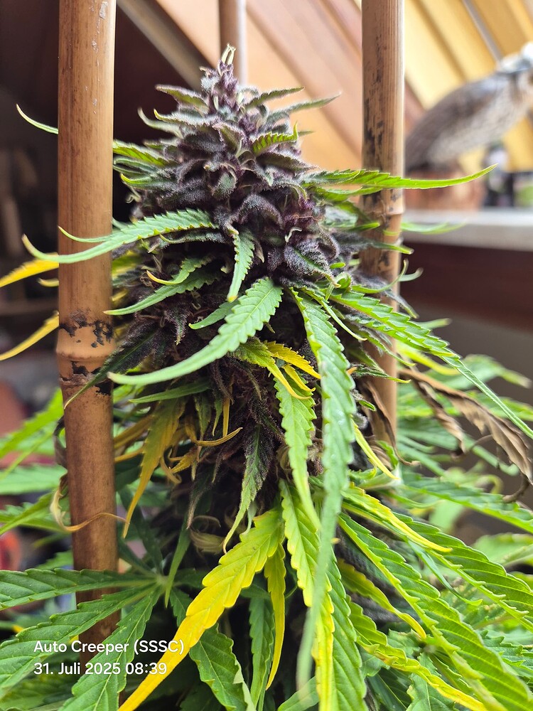 Auto Creeper (Super Sativa Seed Club) Produktfoto