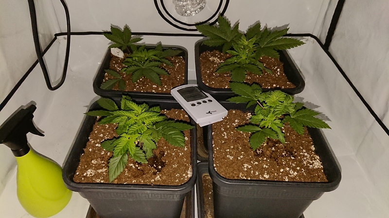White Widow Auto (Sensi Seeds White Label) Produktfoto