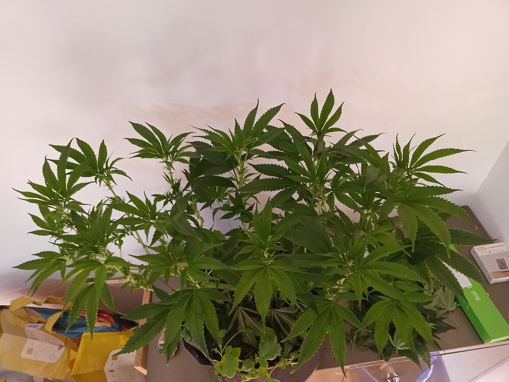Black Cherry Punch Steckling Produktfoto