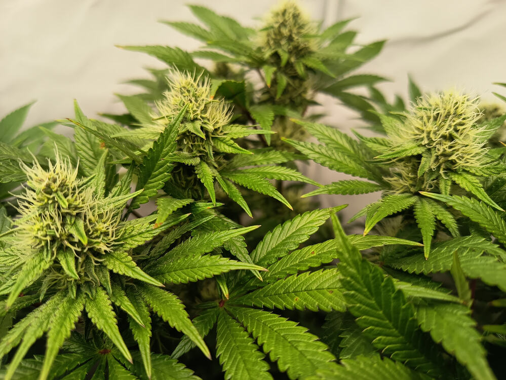 Forbidden Runtz Double XL Auto (Growers Choice) Produktfoto