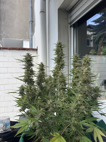 Sherbet Queen Auto (Royal Queen Seeds) Produktfoto