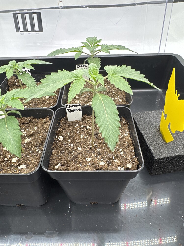 Chrome Dome Feminisiert (Compound Genetics) Produktfoto