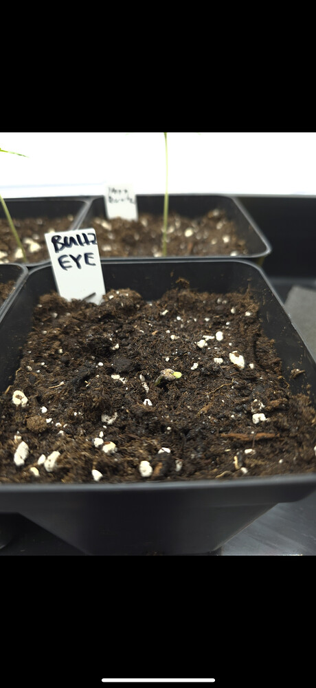 Bullz Eye Feminisiert (Compound Genetics) Produktfoto