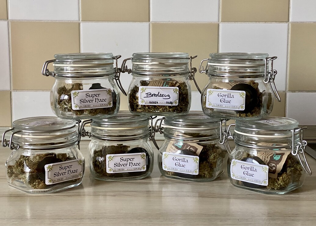 Geerntet & Beendet! Mein erster Grow oder auch: Ois ned so einfach - Gorilla Glue + Super Silver Haze Stecklinge