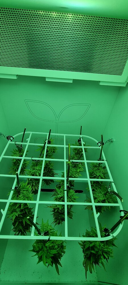 Anfänger - Minigrow One 36x38x69cm - Amnesia Haze