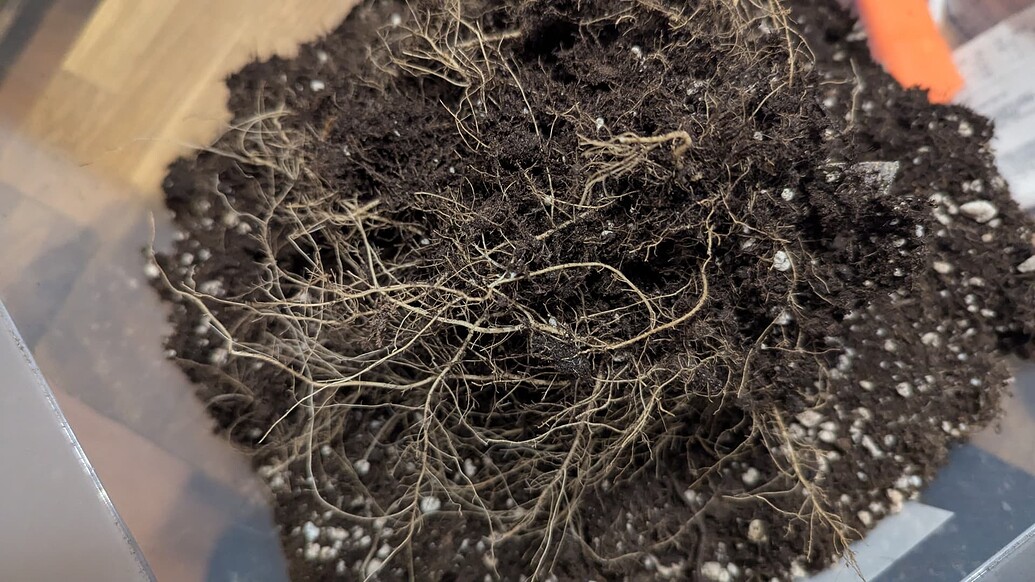 Mein erster Grow Fast Buds Guava Auto Aushärten