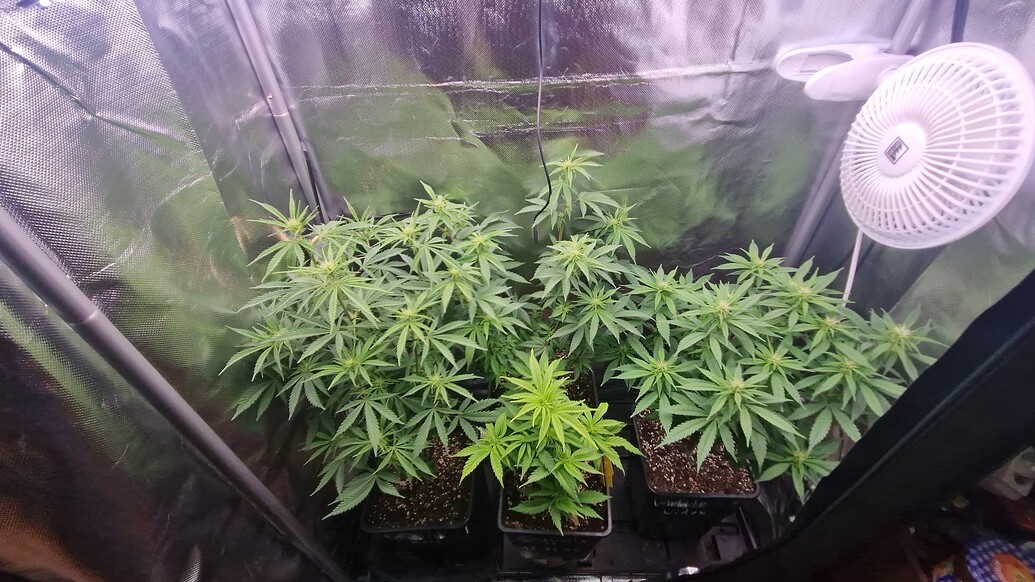 Critical Mass Produktfoto