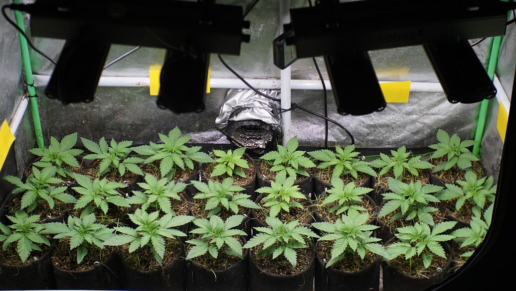 Ein Growzelt mit vielen jungen Cannabispflanzen in Stofftöpfen unter LED-Beleuchtung.