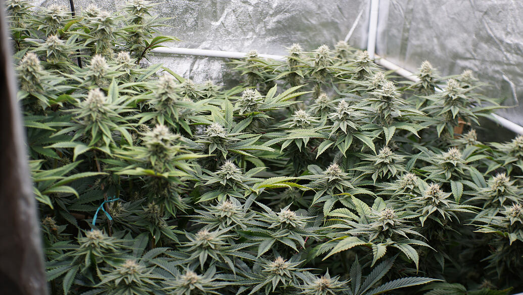 Growreport Bild 1