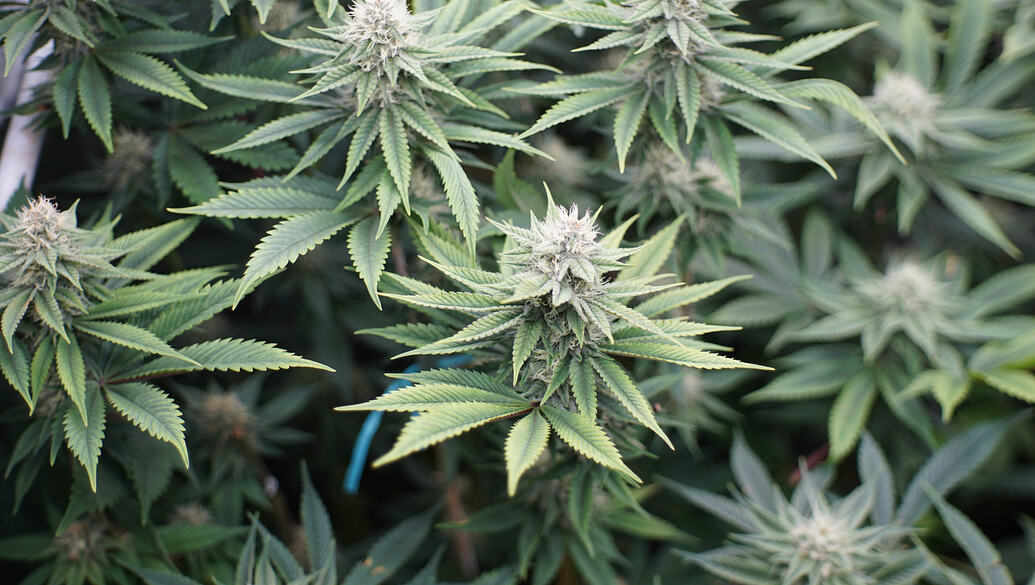 Growreport Bild 9