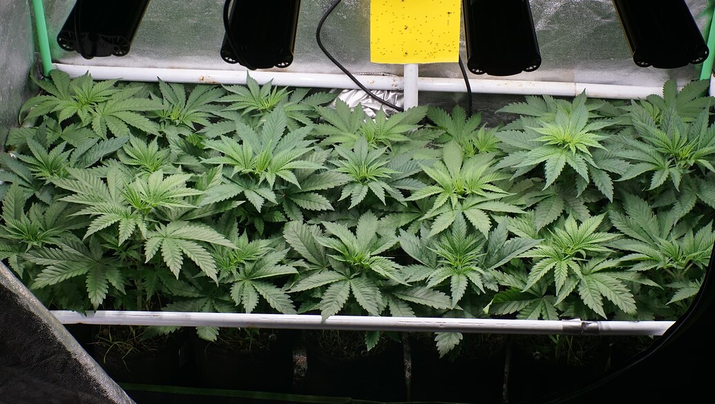 Growreport Bild 9