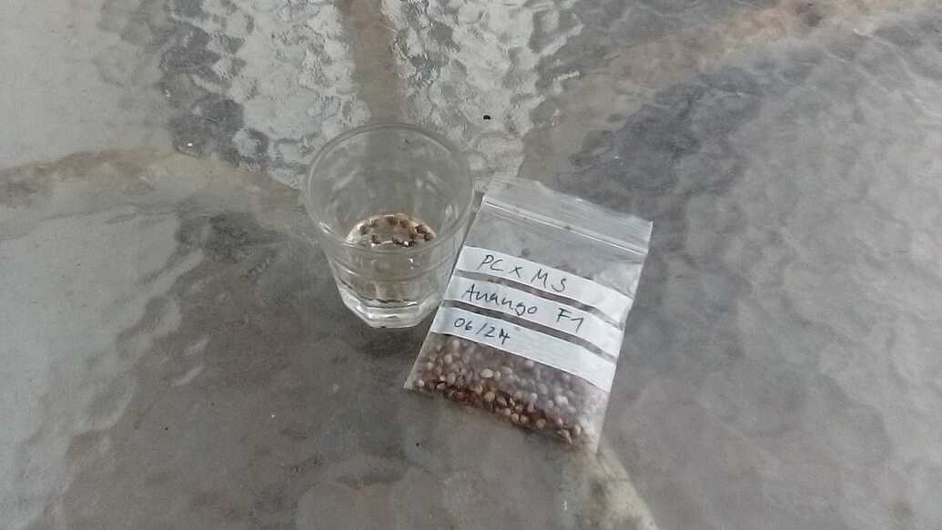 Growreport Bild 5