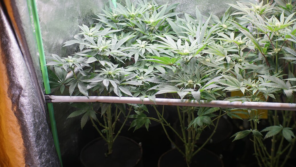 Mehrere Cannabis-Pflanzen in einer Growbox in der frühen Blütephase, die durch ein Netz gestützt werden.