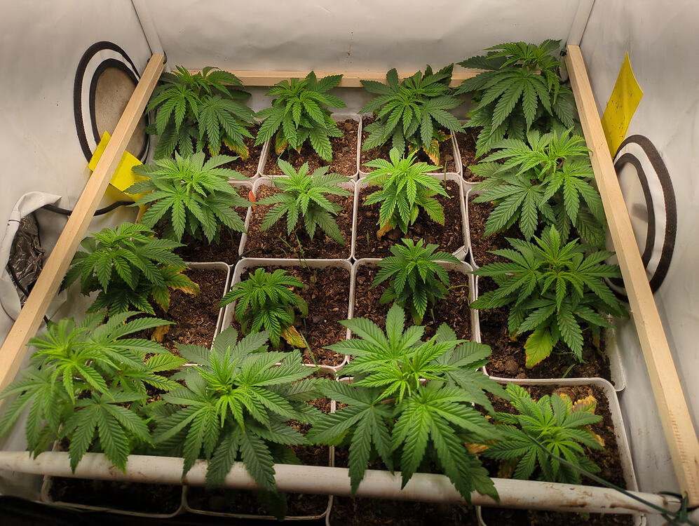Growreport Bild 1