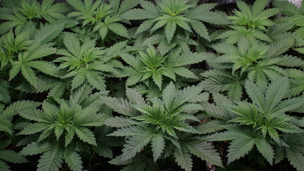 Growreport Bild 10