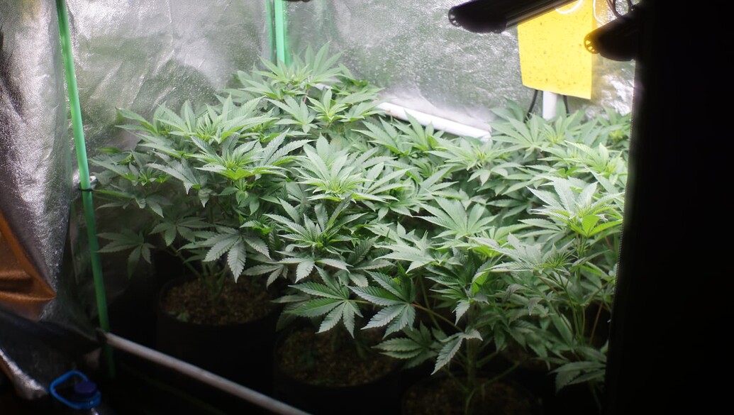 Mehrere Cannabis-Pflanzen in einem Growzelt, die sich in der frühen Blütephase befinden.