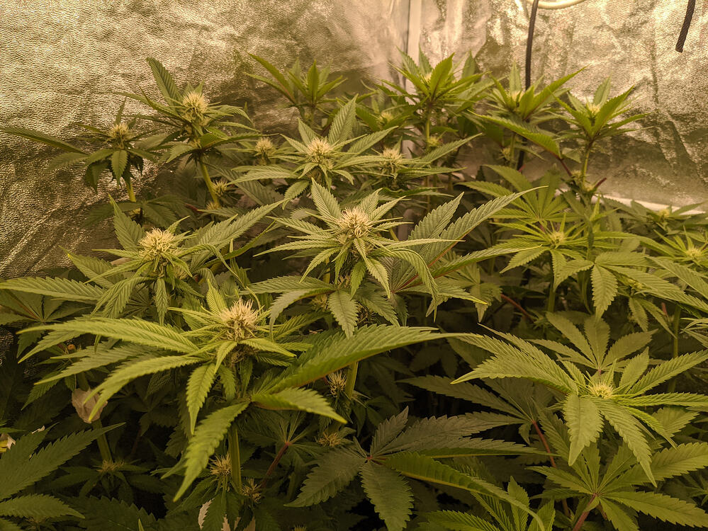 Growreport Bild 17