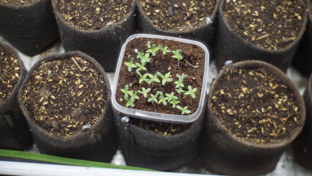 Mehrere Cannabis-Sämlinge in einem kleinen quadratischen Behälter, der auf einem Stofftopf steht, umgeben von weiteren leeren Stofftöpfen in einem Growzelt.