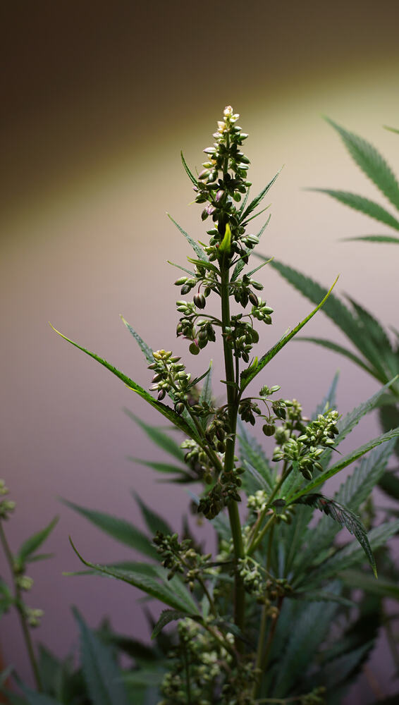 Growreport Bild 2