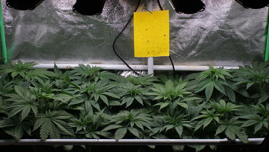 Growreport Bild 13