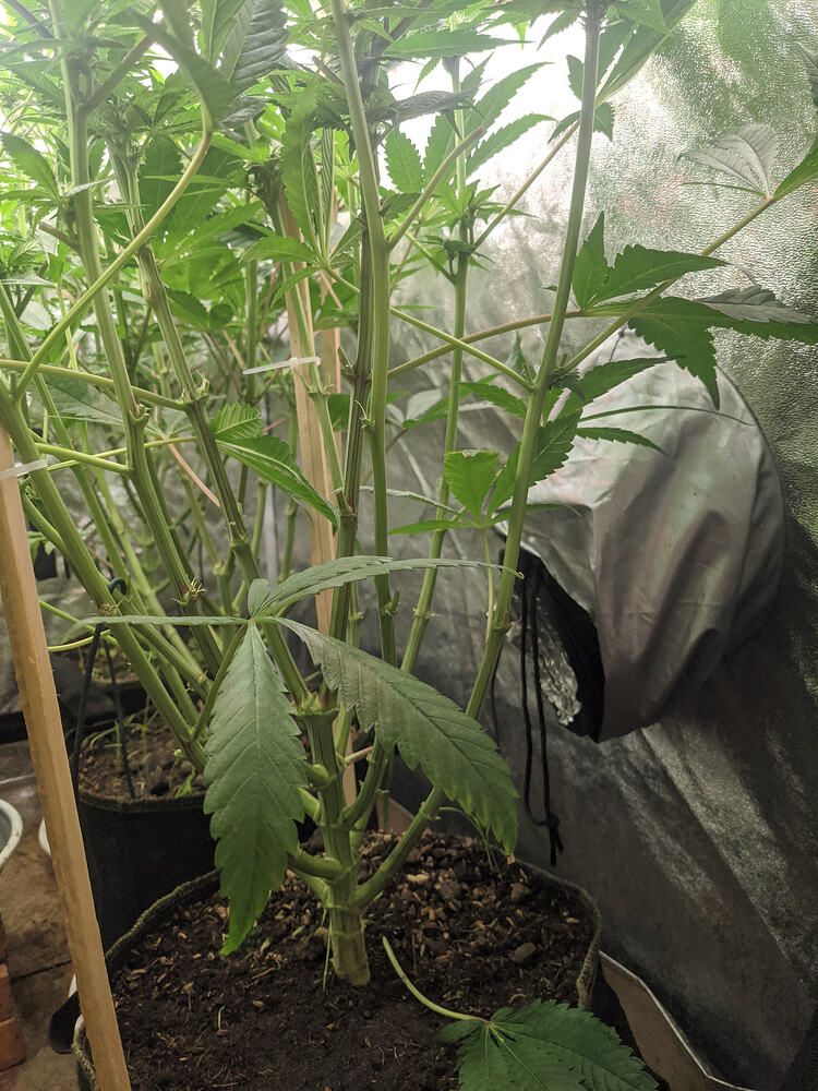 Growreport Bild 16