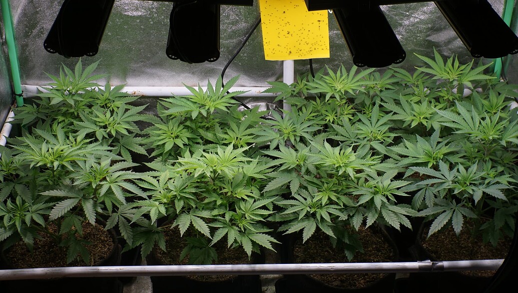 Growreport Bild 5