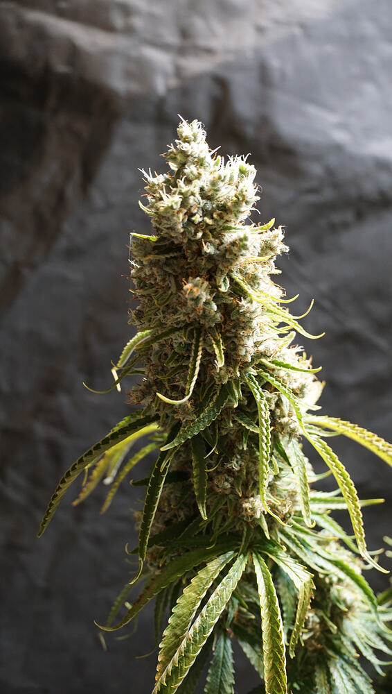 Growreport Bild 2