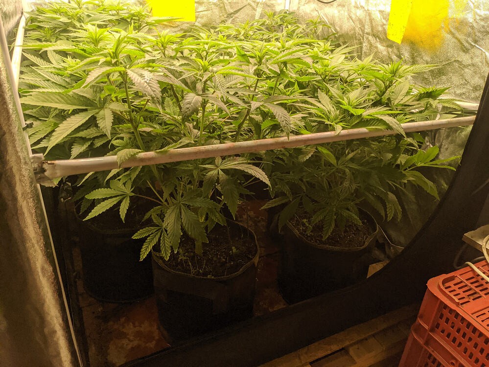 Growreport Bild 1