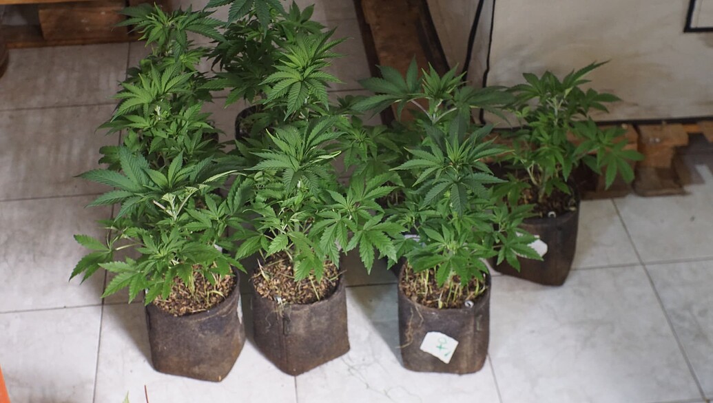 Growreport Bild 12