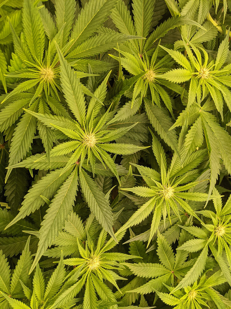 Growreport Bild 12