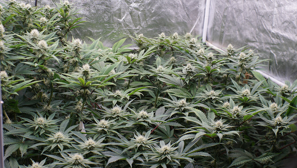 Growreport Bild 24