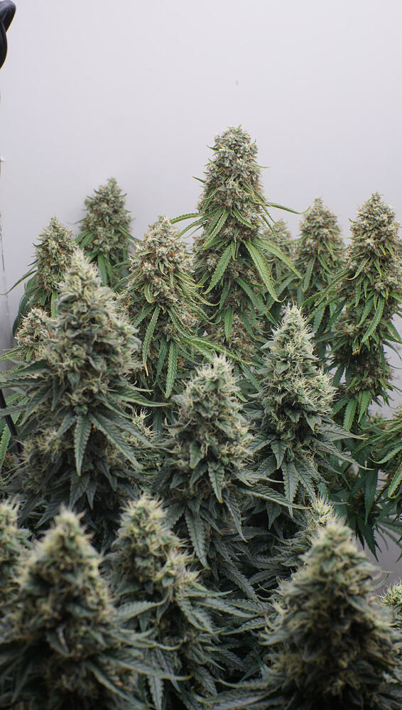 Growreport Bild 12