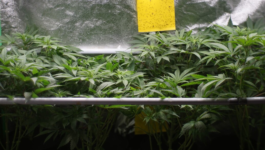 Mehrere Cannabis-Pflanzen in einem Growzelt, die unter einer Lampe wachsen, mit einer gelben Klebefalle im Hintergrund.