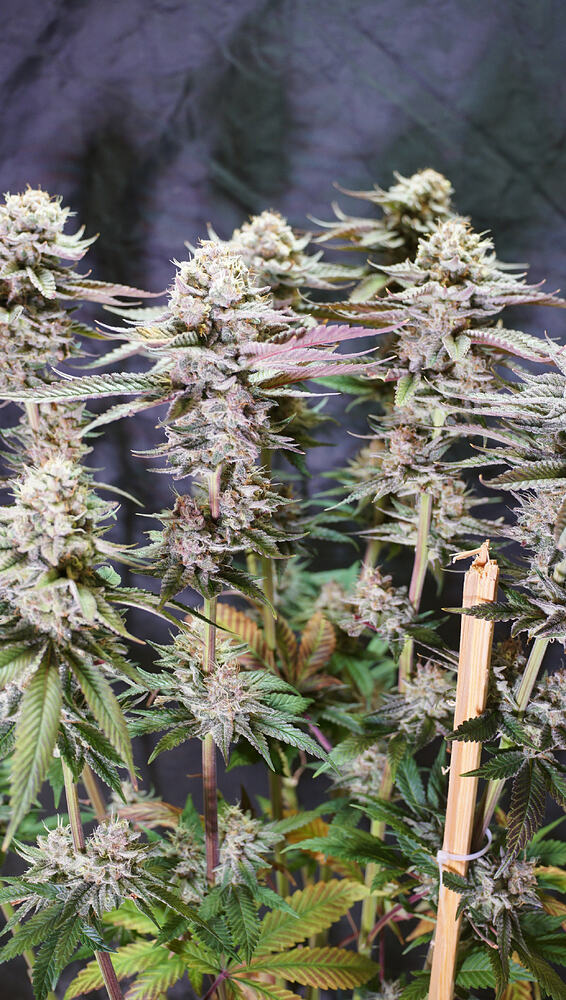 Growreport Bild 12