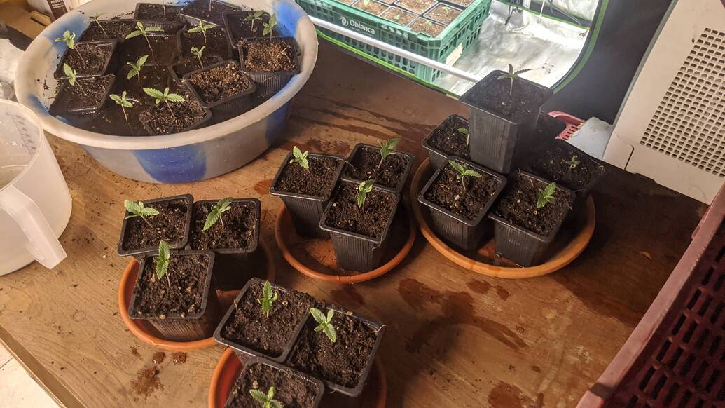 Growreport Bild 7