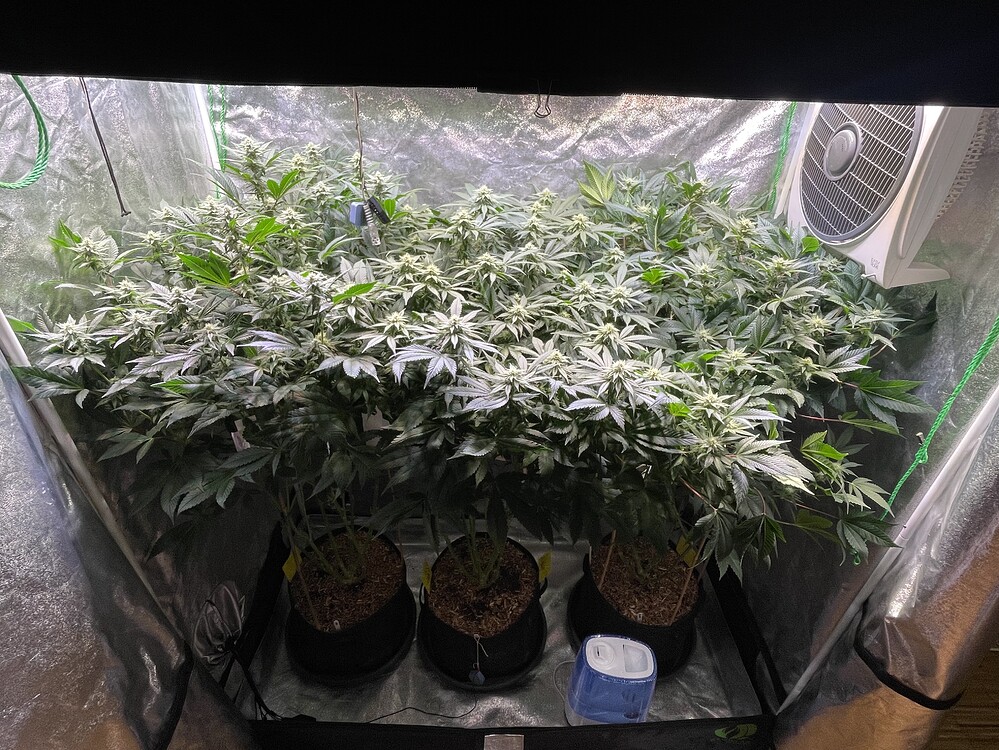 Drei gesunde Cannabis-Pflanzen in einem Growzelt während der Blütephase, beleuchtet und mit einem Ventilator ausgestattet.