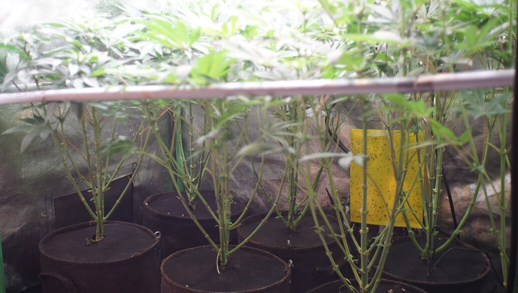 Mehrere Cannabis-Pflanzen in Stofftöpfen in einem Growzelt, untere Bereiche entlaubt.
