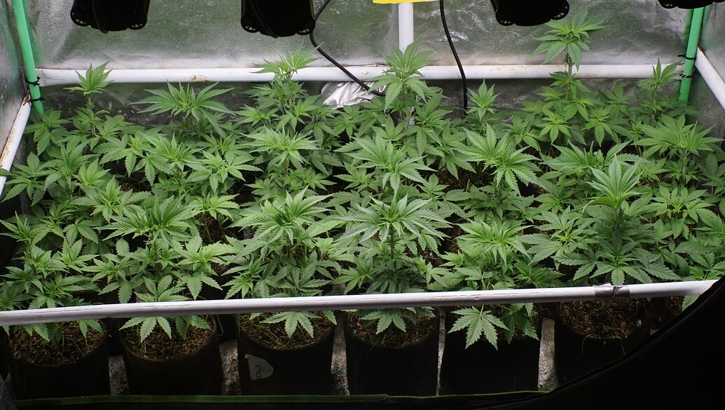 Growreport Bild 5