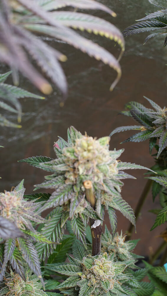 Growreport Bild 19
