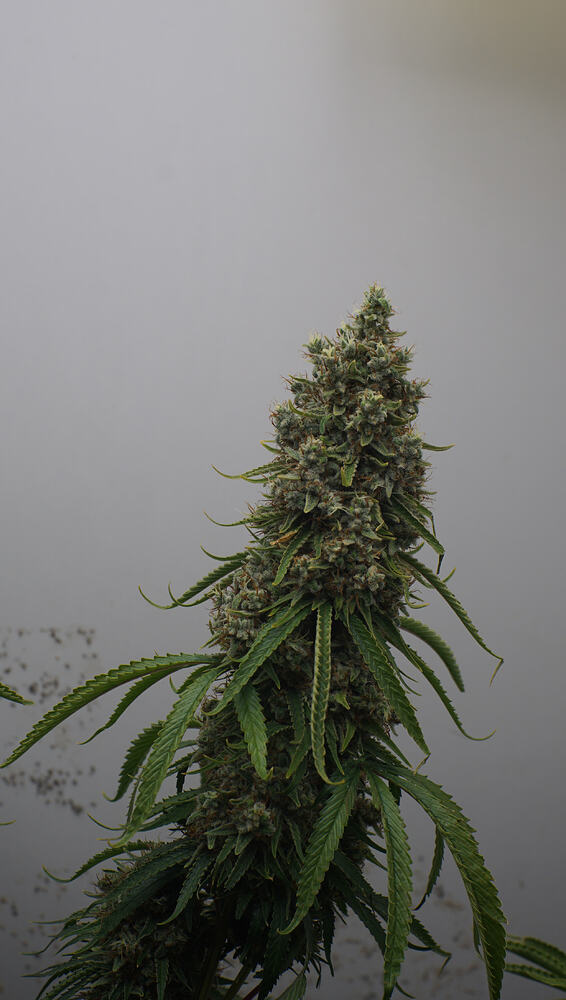 Growreport Bild 13