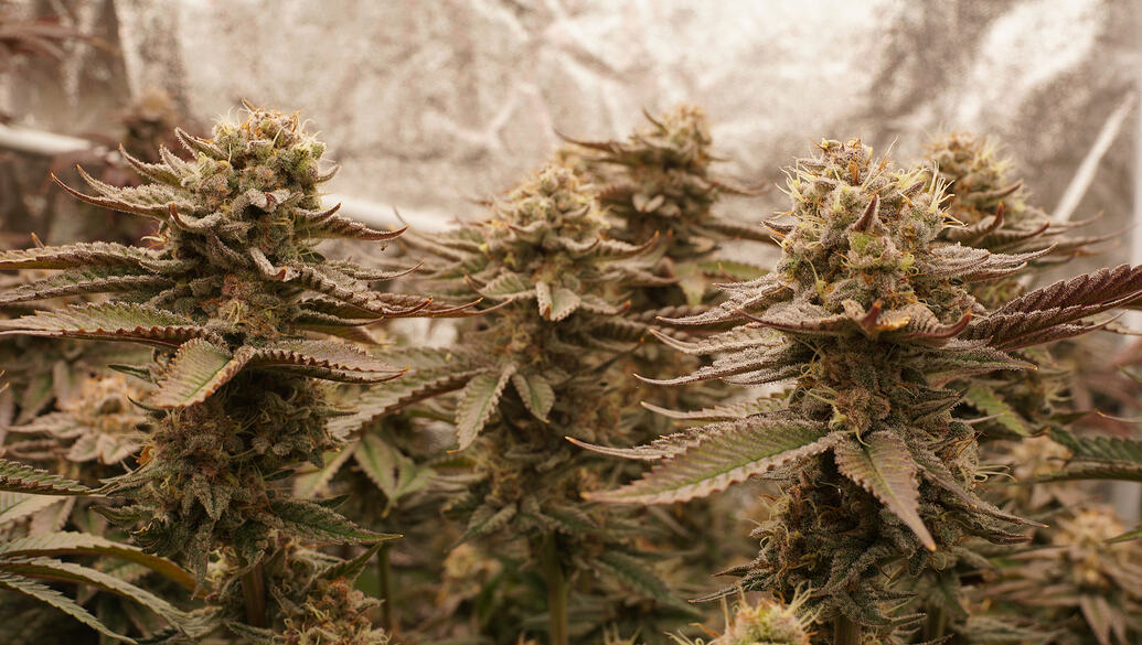 Growreport Bild 16