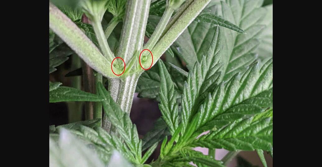 Growreport Bild 15